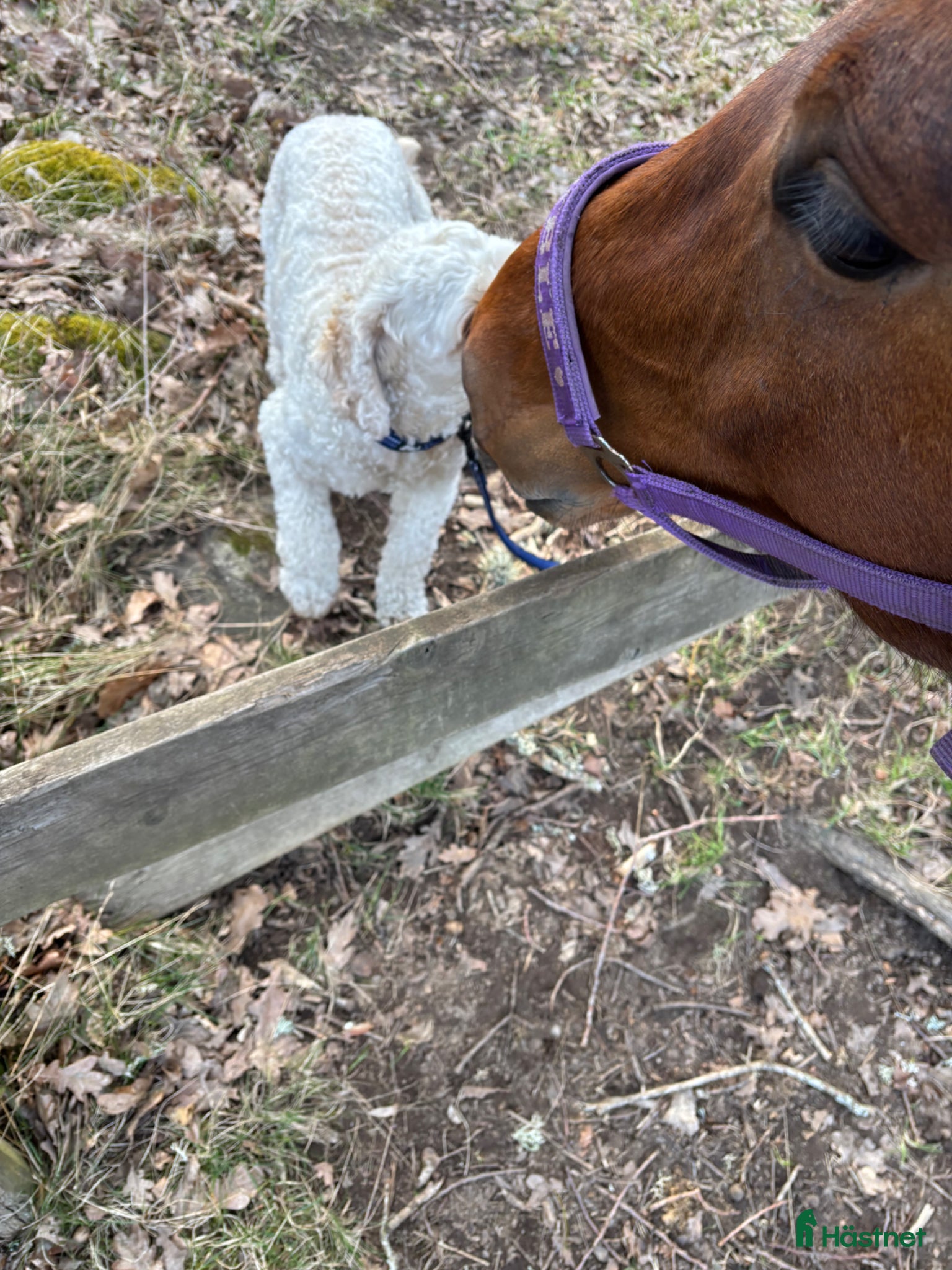  hästar Sällskap sökes - Annons 3