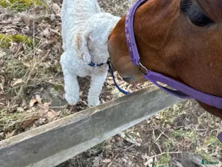 hästar Sällskap sökes - Annons 3