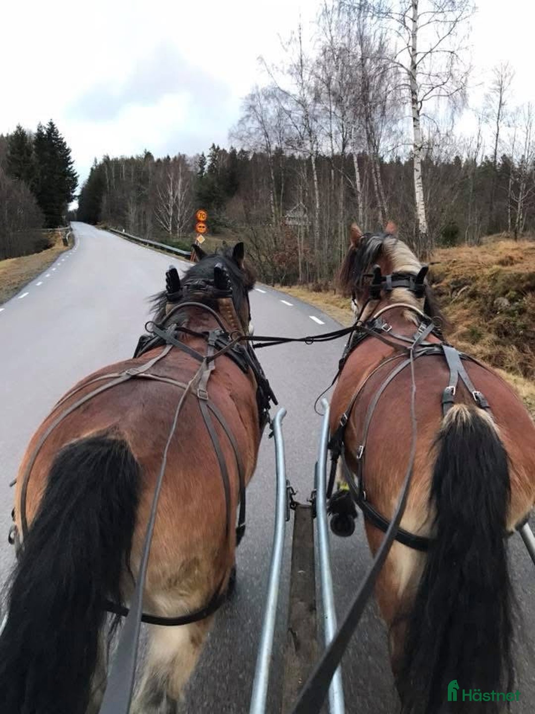 Körning hästar till salu: Dräktigt Elitsto samt Pigall 7 mån i Lilla Edet - Annons 22