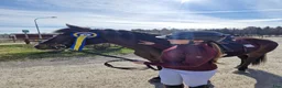 Allround hästar sökes: D-ponny mot hoppning sökes i Katrineholm - Annons 1