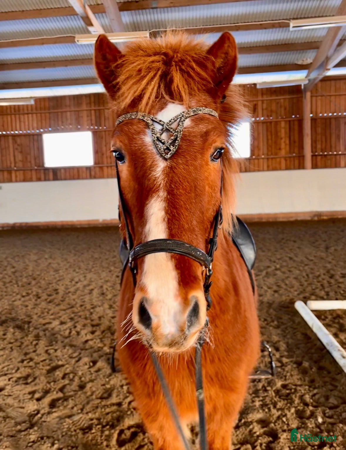  hästar Äldre och mysig valack⭐️ - Annons 8