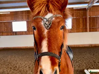 hästar Äldre och mysig valack⭐️ - Annons 8