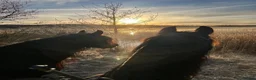  medryttarhäst finnes: Frieser söker medryttare - Annons 2