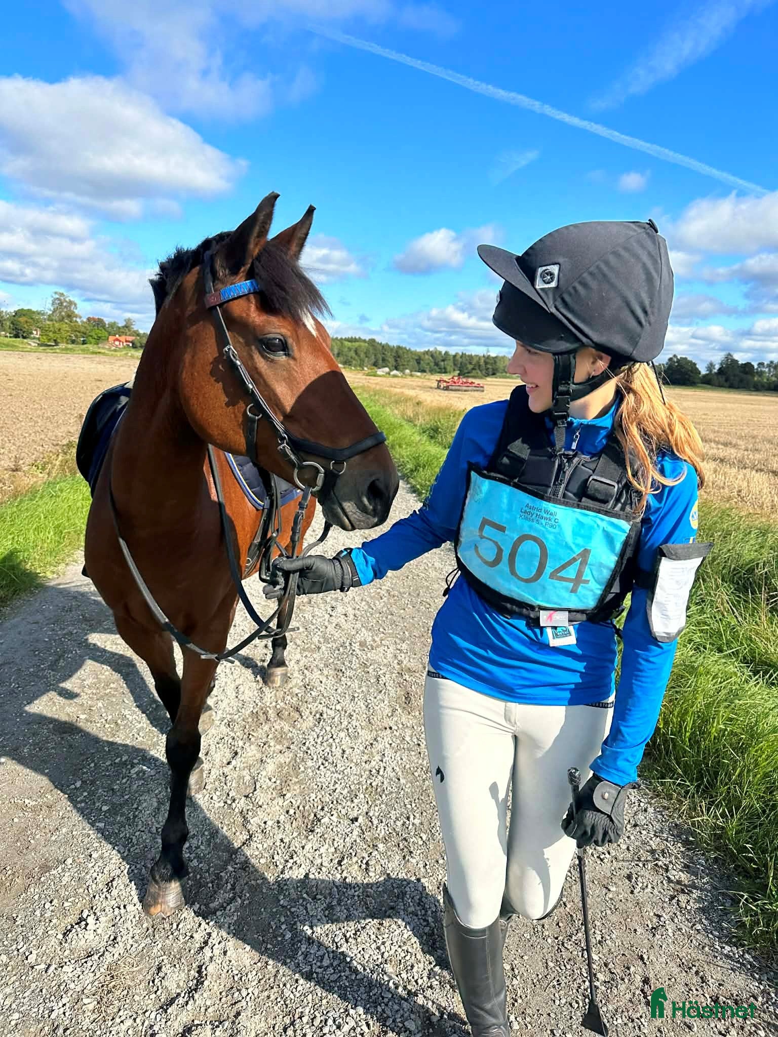  hästar Fantastisk läromästare allround till salu - Annons 2