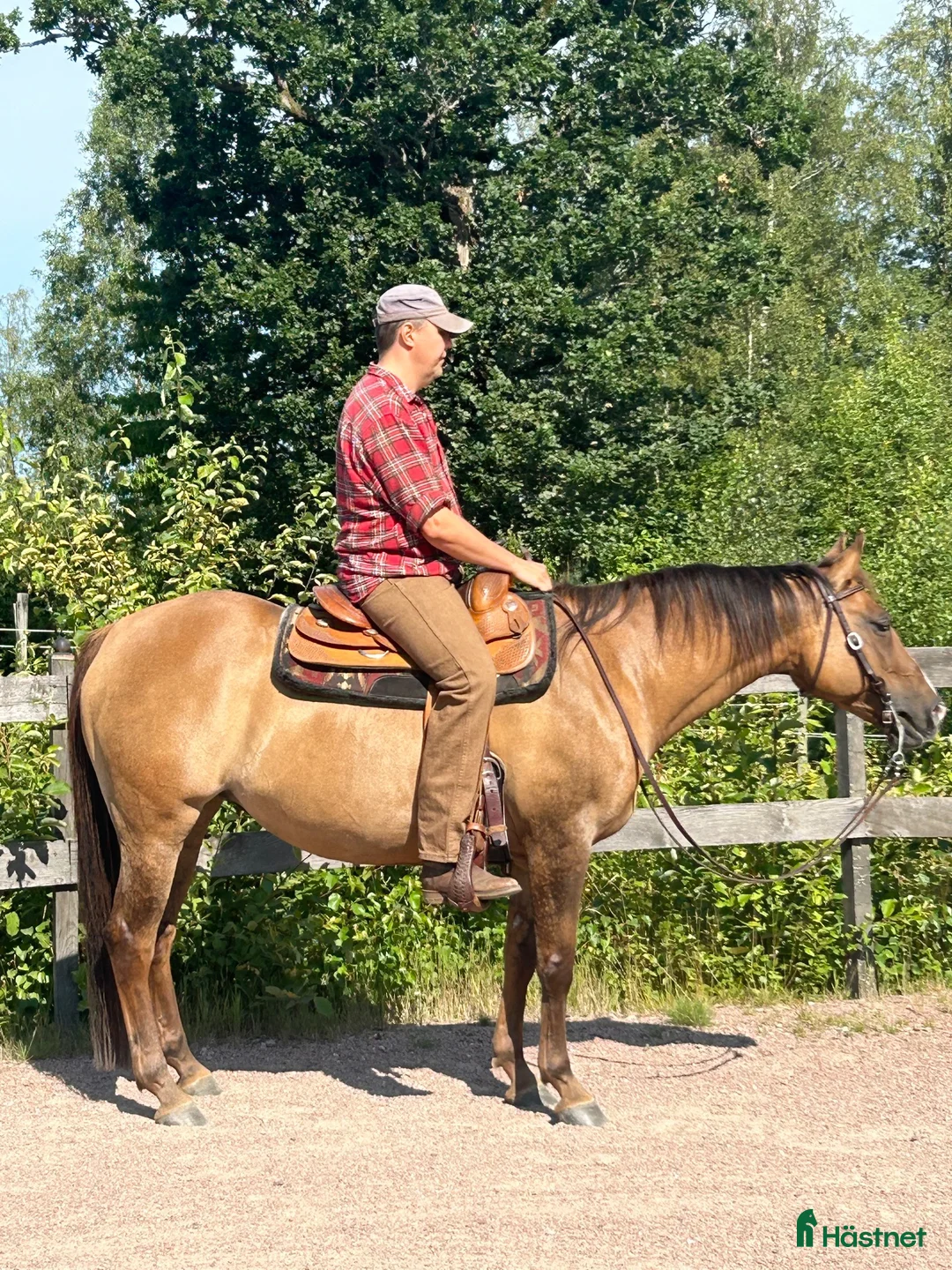 Western hästar till salu: Quarter sto letar hem ev bytes  - Annons 2
