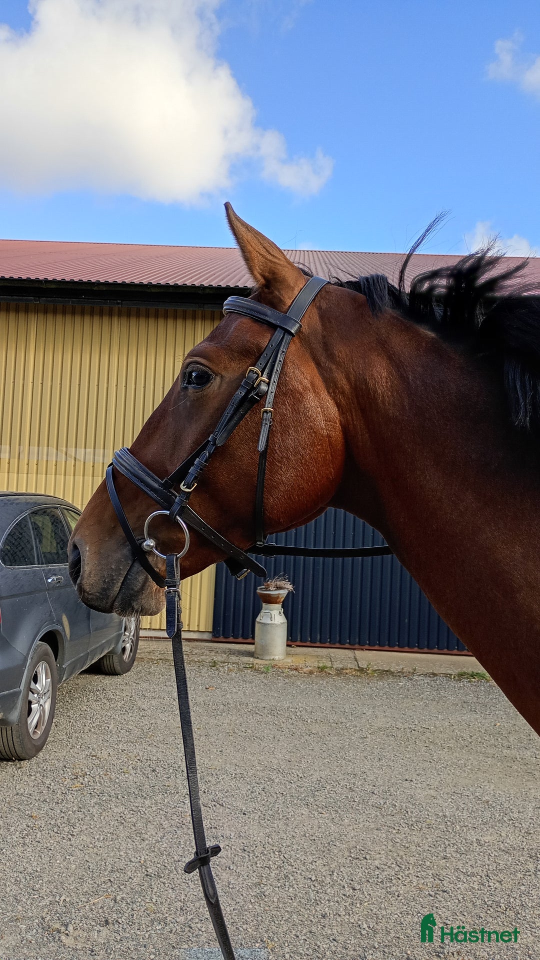 Dressyr hästar till salu: Dressyr val som hoppar bra 🌸 fälttävlan? i Tomelilla - Annons 3