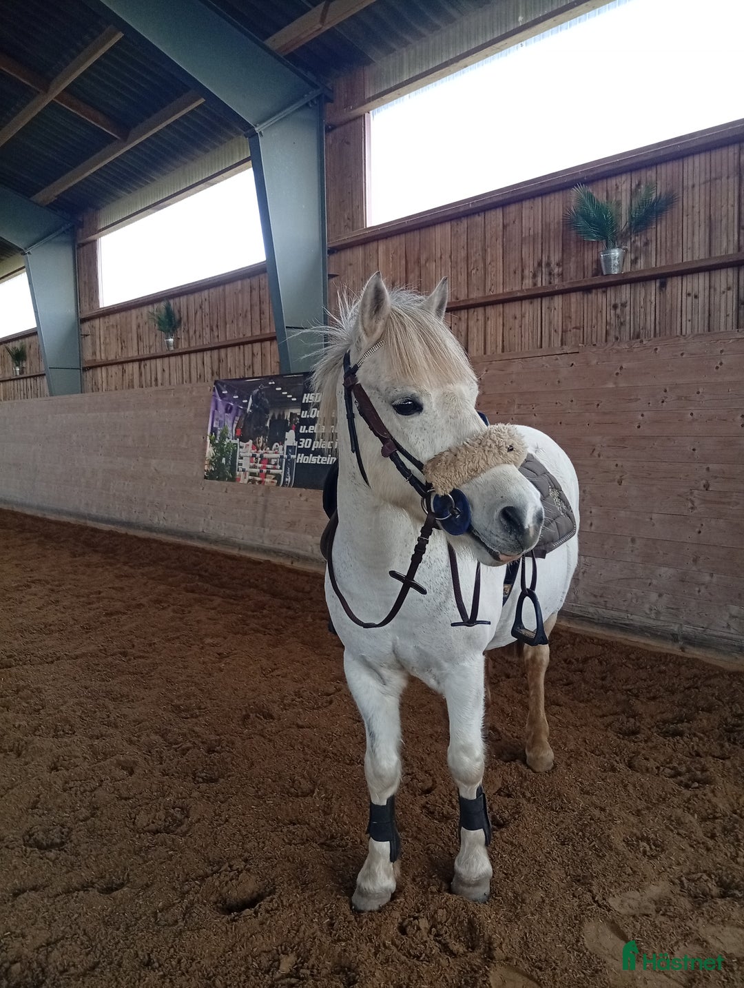 Allround hästar till salu: Ponny för den som vill tävla eller ha en bästa vän i Haverdal - Annons 1