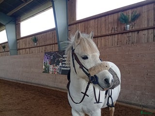 Allround hästar till salu: Ponny för den som vill tävla eller ha en bästa vän i Haverdal - Annons 1