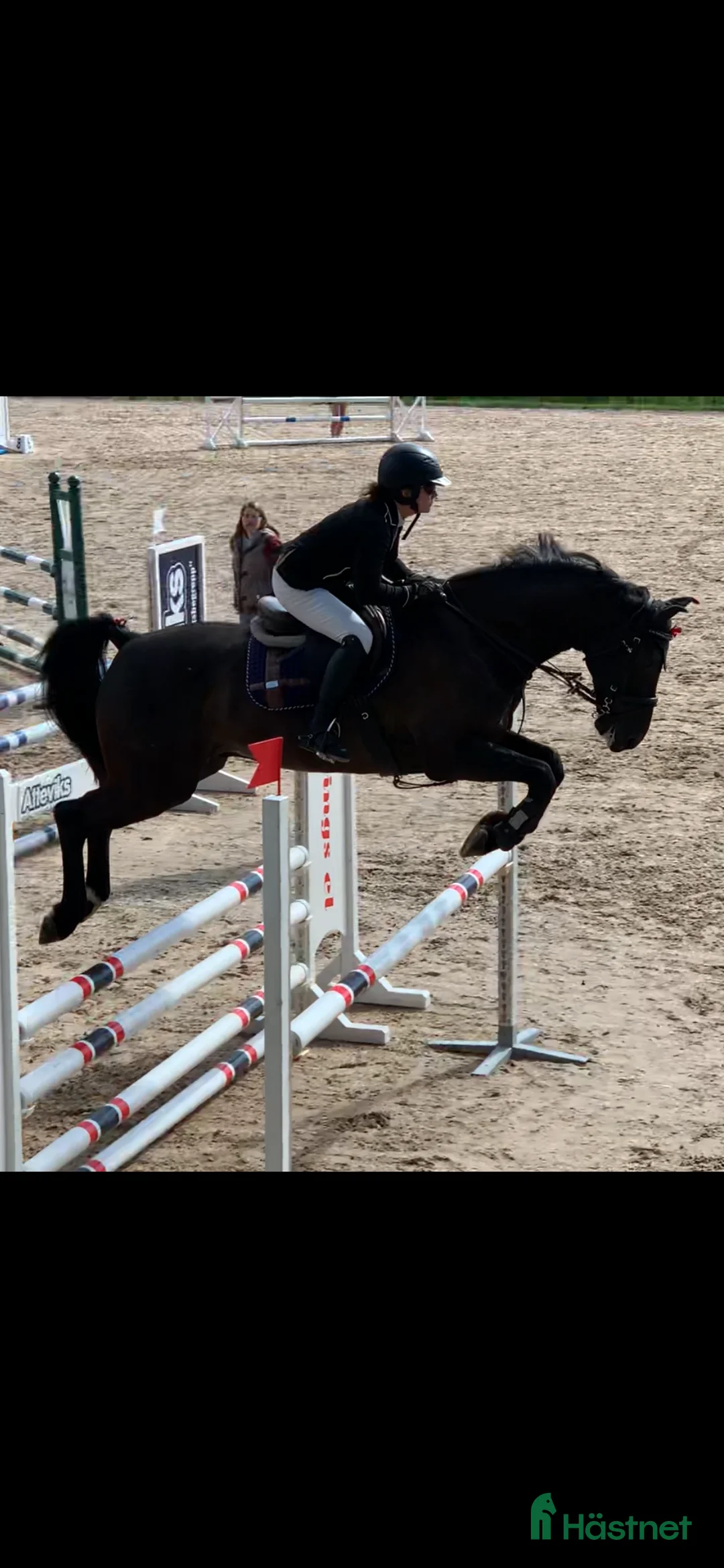 Allround hästar till salu: Hopphäst utb 115 hoppning / Msv dressyr - Annons 1