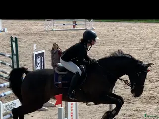 hästar Hopphäst utb 115 hoppning / Msv dressyr - Annons 15