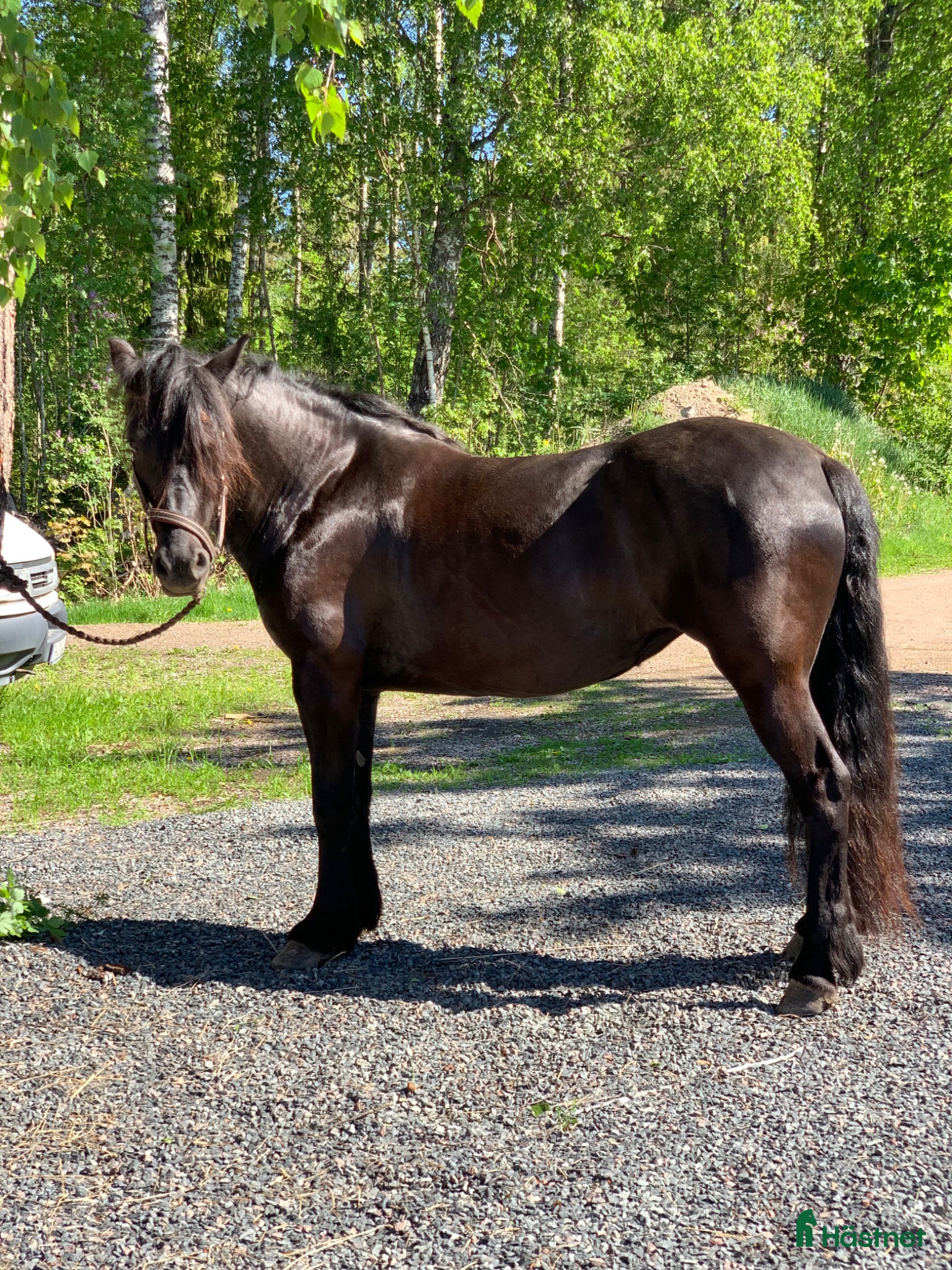  hästar Säljes kallblod sto ridhädt  - Annons 17