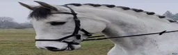 Working Equitation hästar till salu: Mångsidig PRE-valack i Asmundtorp - Annons 1