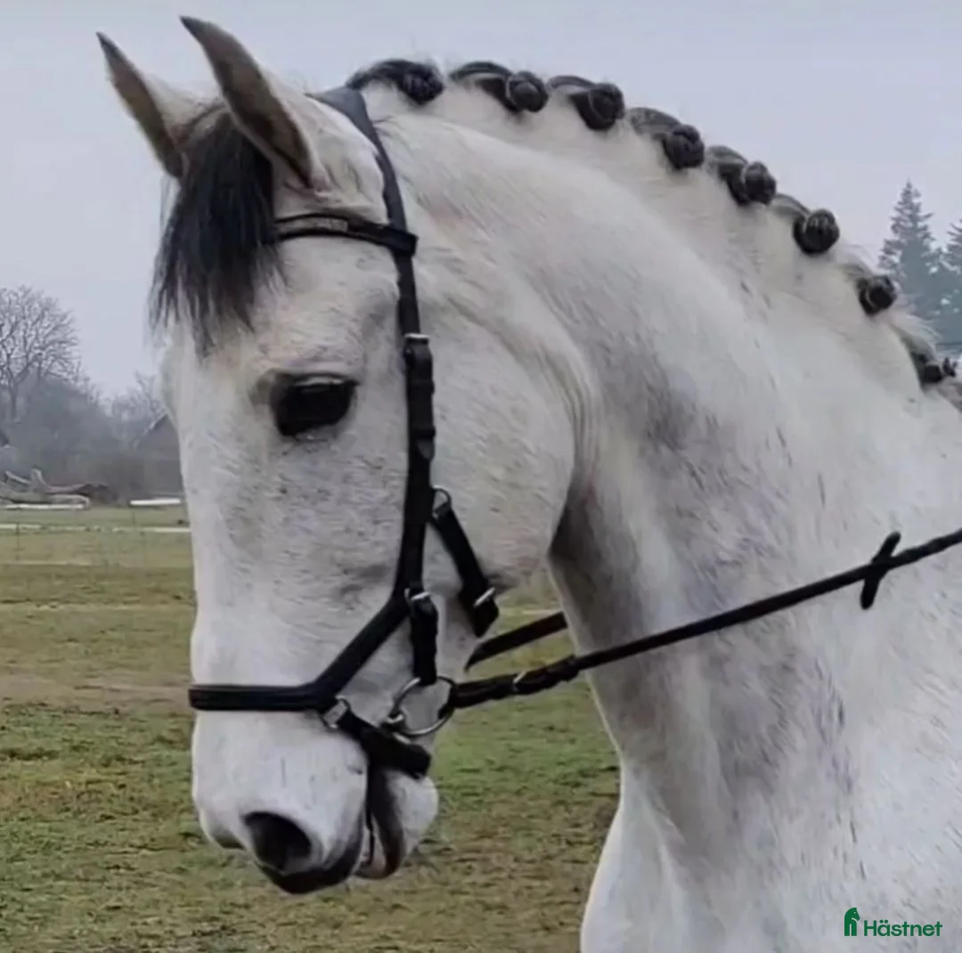 Working Equitation hästar till salu: Mångsidig PRE-valack i Asmundtorp - Annons 1