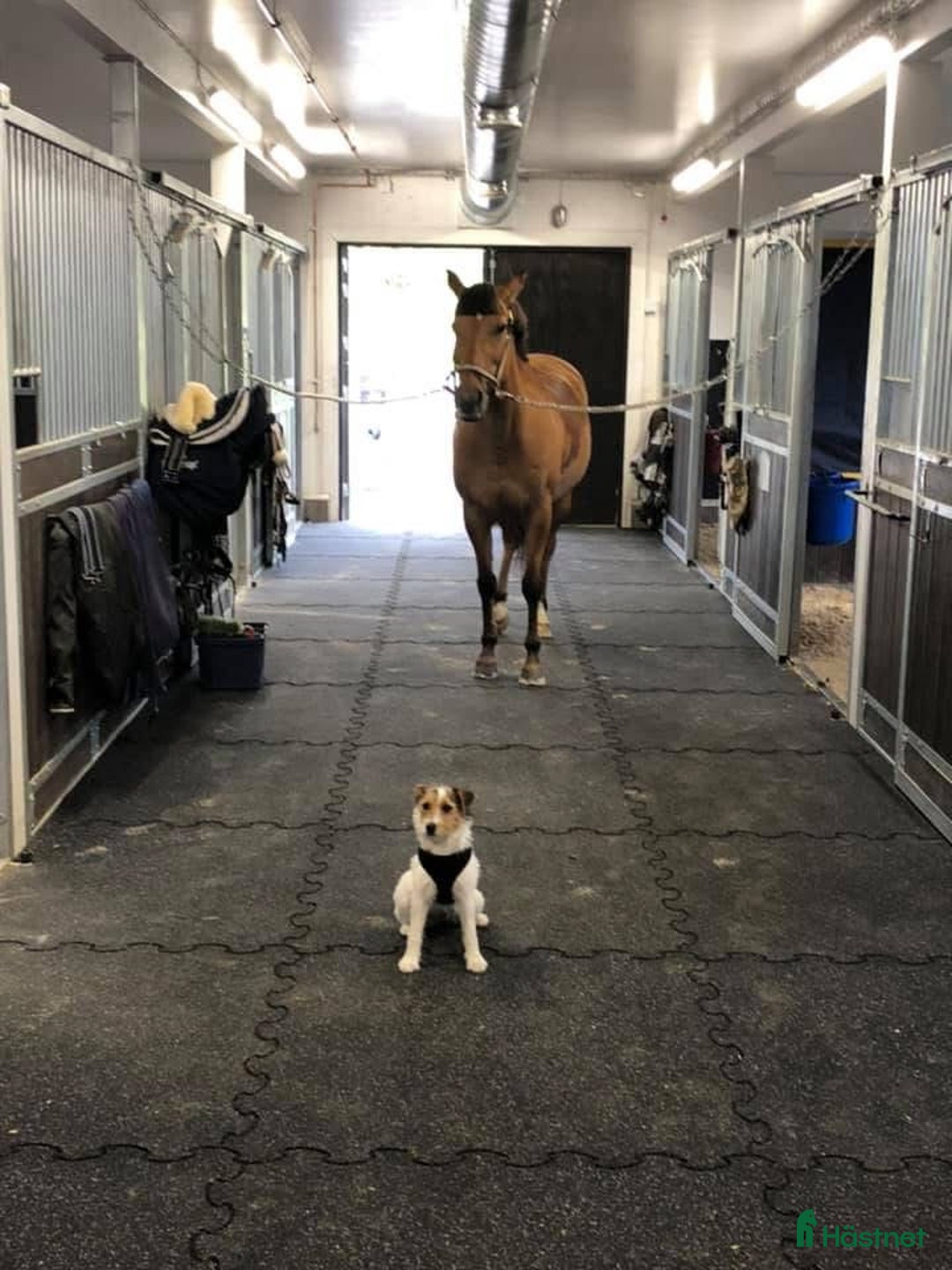  stallplats finnes: Stallplats med alla åttagande inkluderade! i Kungsbacka - Annons 5