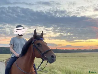 hästar Vår stjärna Minja - Annons 2