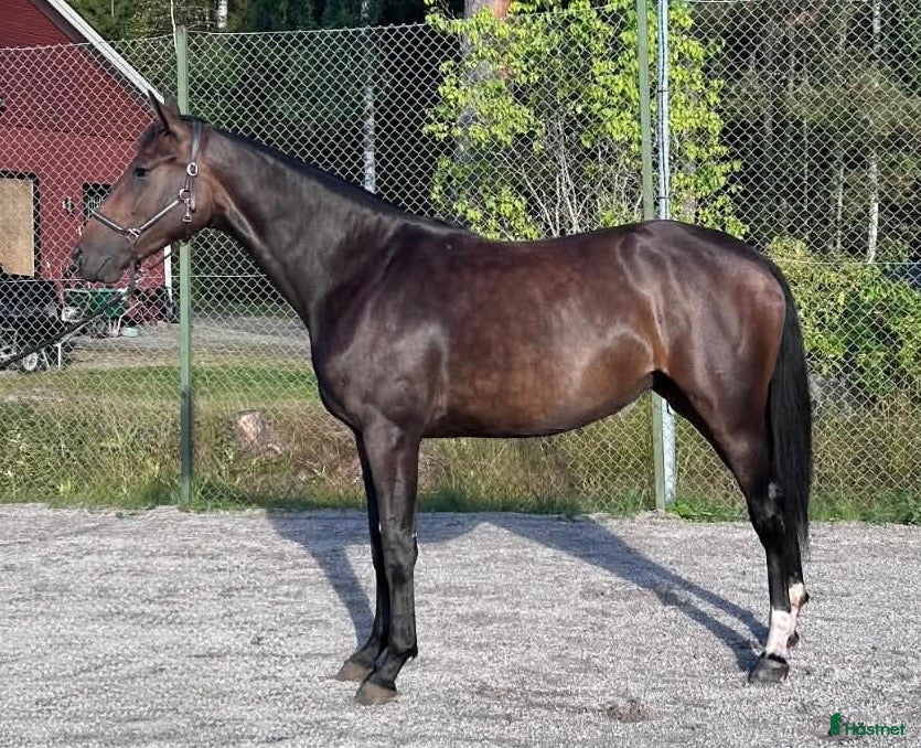  hästar Lovande SWB-sto med spännande dressyrstam - Annons 7