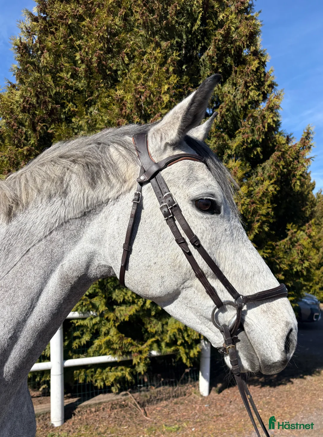 Hoppning hästar till salu: Lovande Hopphäst i Kil - Annons 1