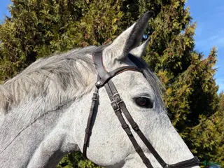 hästar Lovande Hopphäst - Annons 3