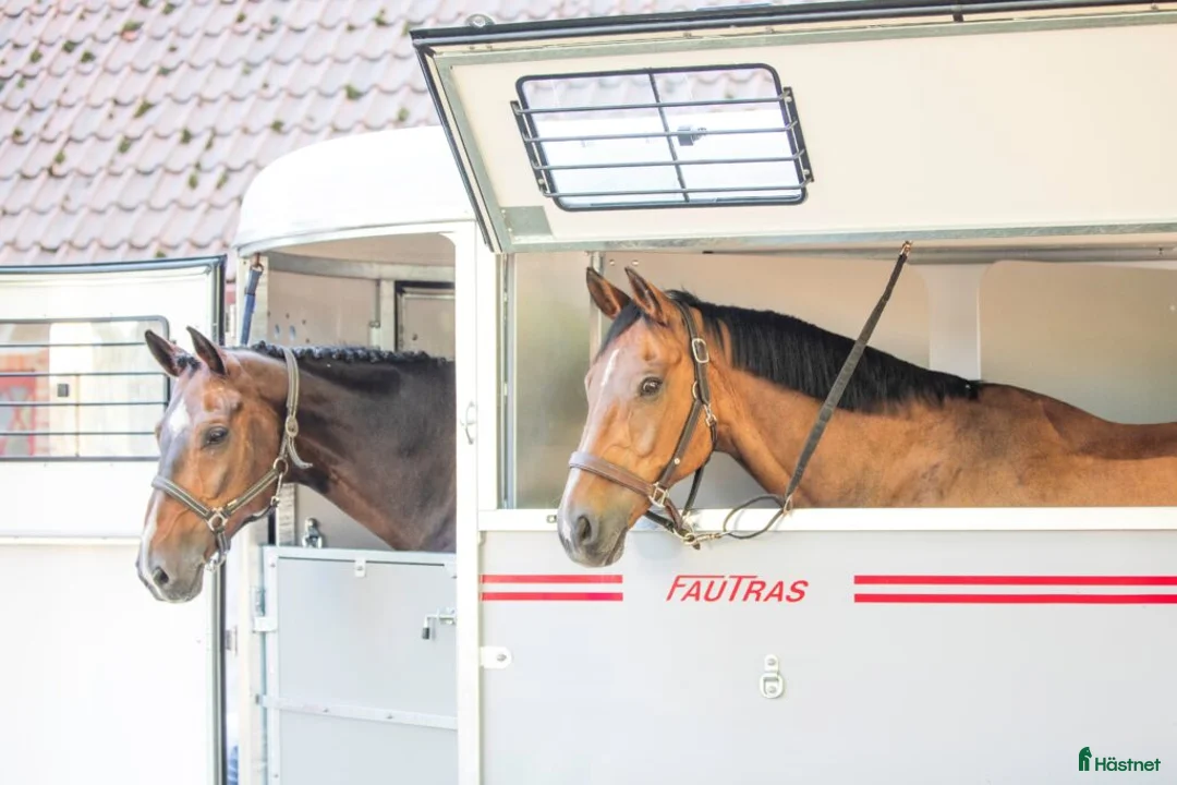 Hästtransporter  fordon & transport till salu: Fautras Oblic + 2, 2025-  finns i lager i Skurup - Annons 11