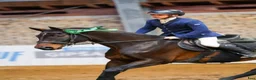 Hoppning hästar till salu: showjumping-dressur schoolmaster - Annons 4