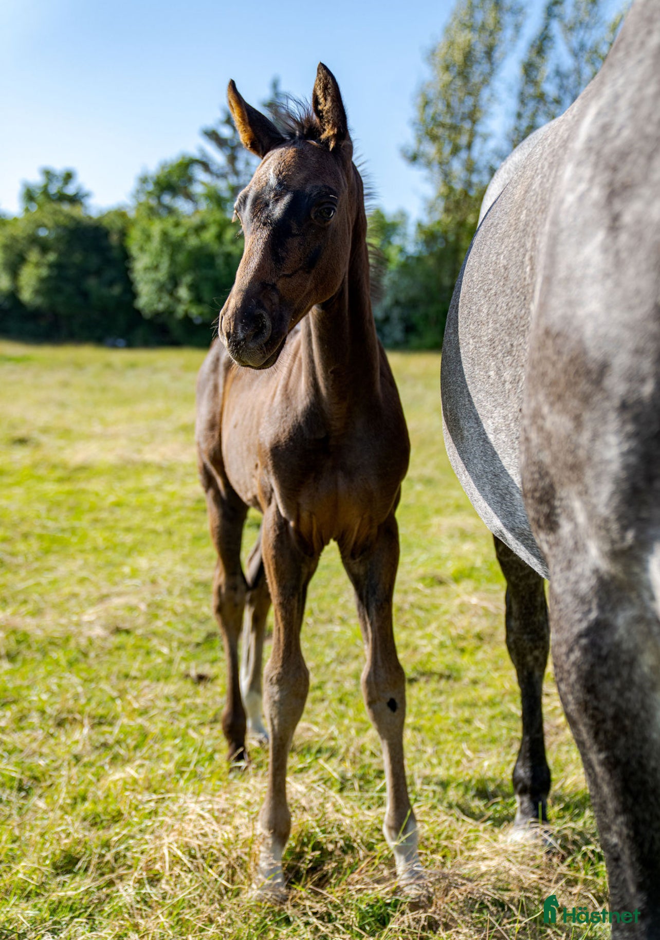  hästar Fantastiskt premieföl för framtiden i Klågerup - Annons 11