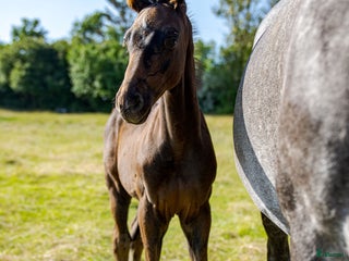 Hoppning hästar till salu: Fantastiskt premieföl för framtiden i Klågerup - Annons 2