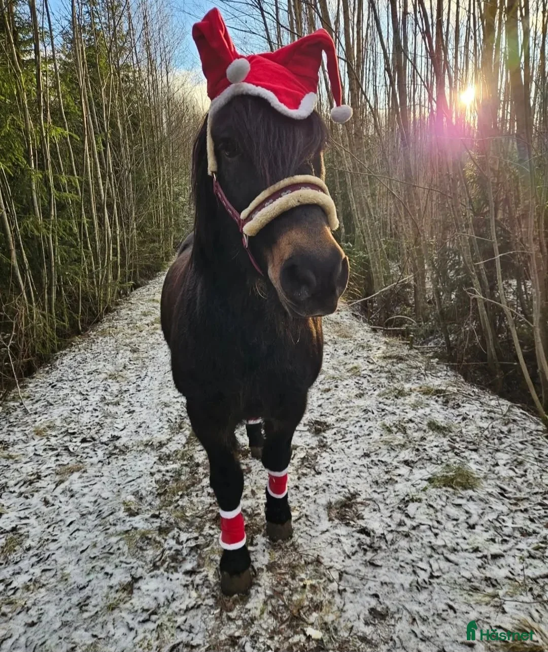 Allround hästar till salu: Herre med hjärtat på rätt ställe i Filipstad - Annons 3