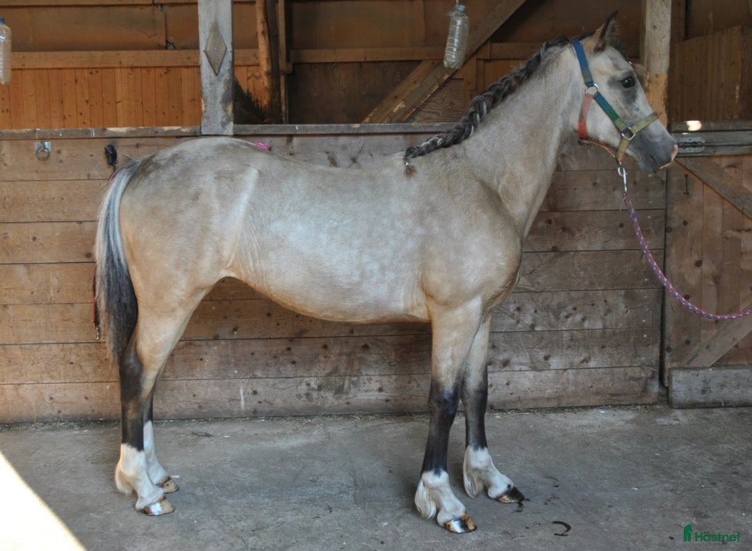 Allround hästar till salu: Elegant Welsh Cob Stoföl i Hoting - Bild 12