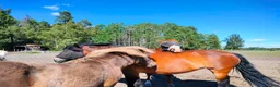  stallplats finnes: Lösdriftsplats i närheten av Bälinge  - Annons 2