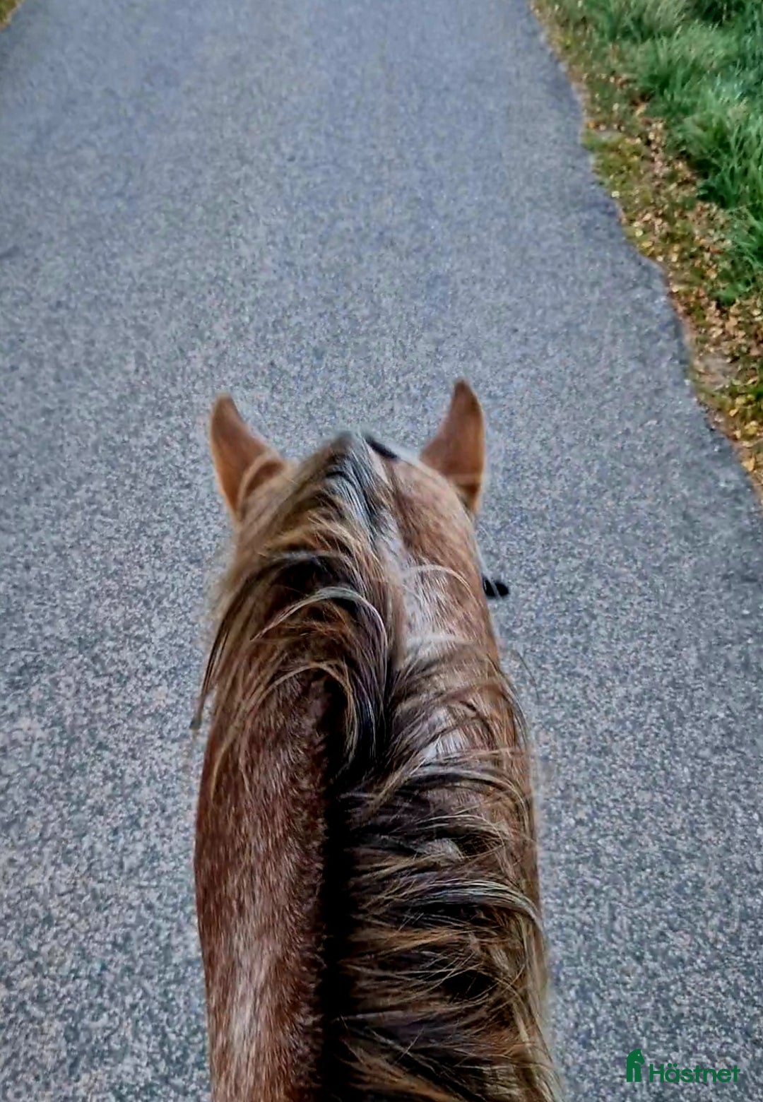 Allround hästar till salu: Drömponny  i Munka-ljungby - Annons 2
