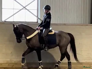 hästar Maxad d-ponny - Annons 2