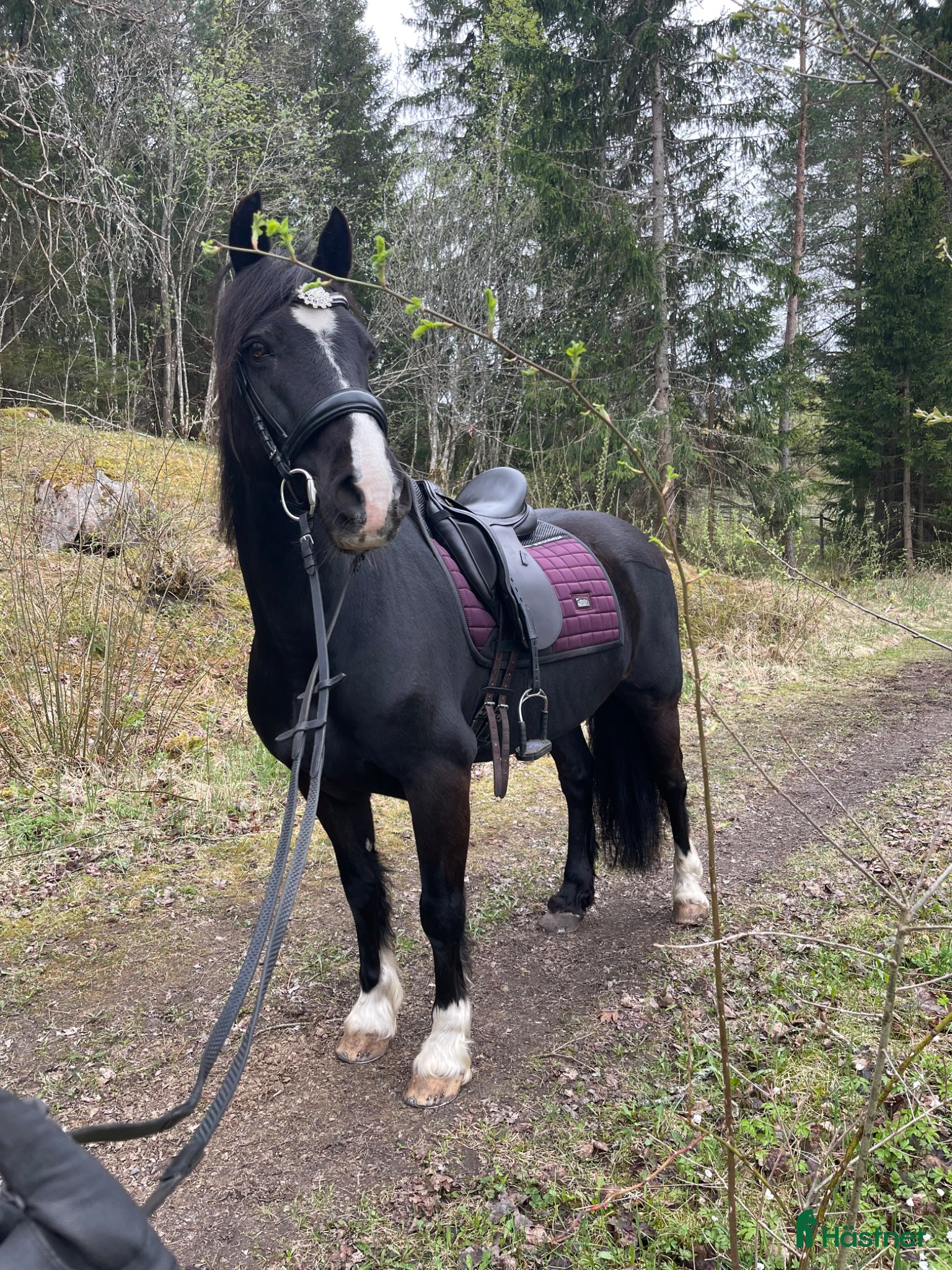 Allround hästar till salu: Fantastisk läromästare! - Annons 3