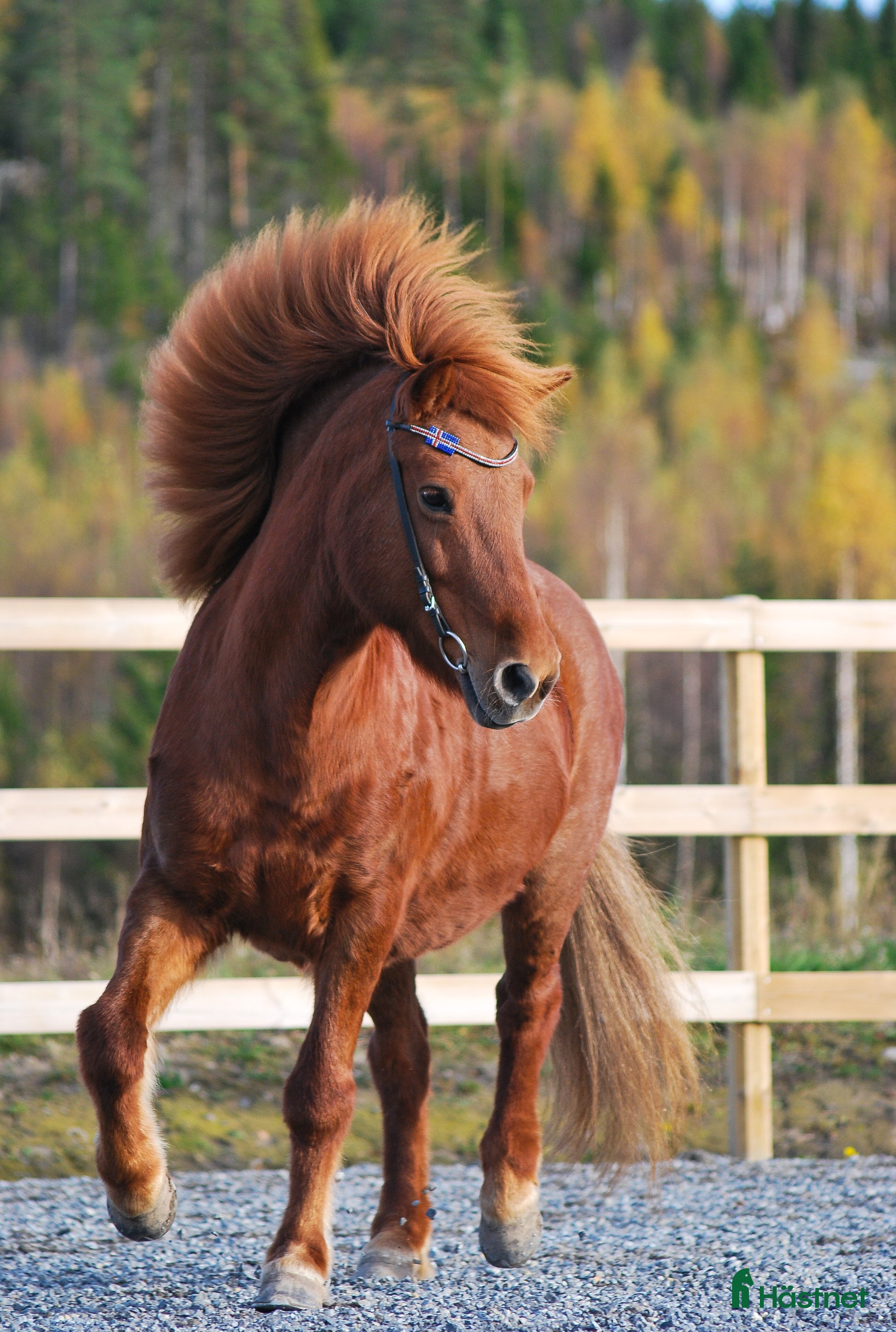  hästar Islandshästar söker fodervärd i Bjästa - Annons 1