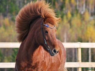 hästar Islandshästar söker fodervärd i Bjästa - Annons 7