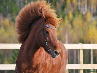 hästar Islandshästar söker fodervärd i Bjästa - Annons 1