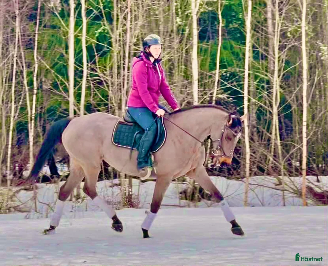 Allround hästar till salu: Snyggt sto  - Annons 8