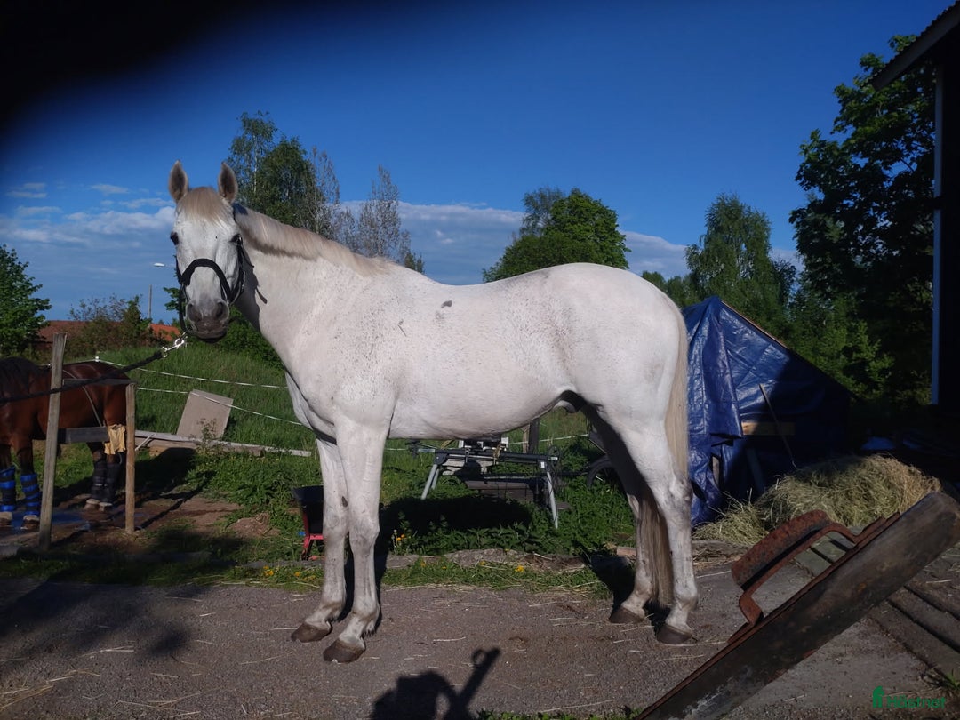 Allround hästar till salu: Min fina prins i Söderala - Annons 3