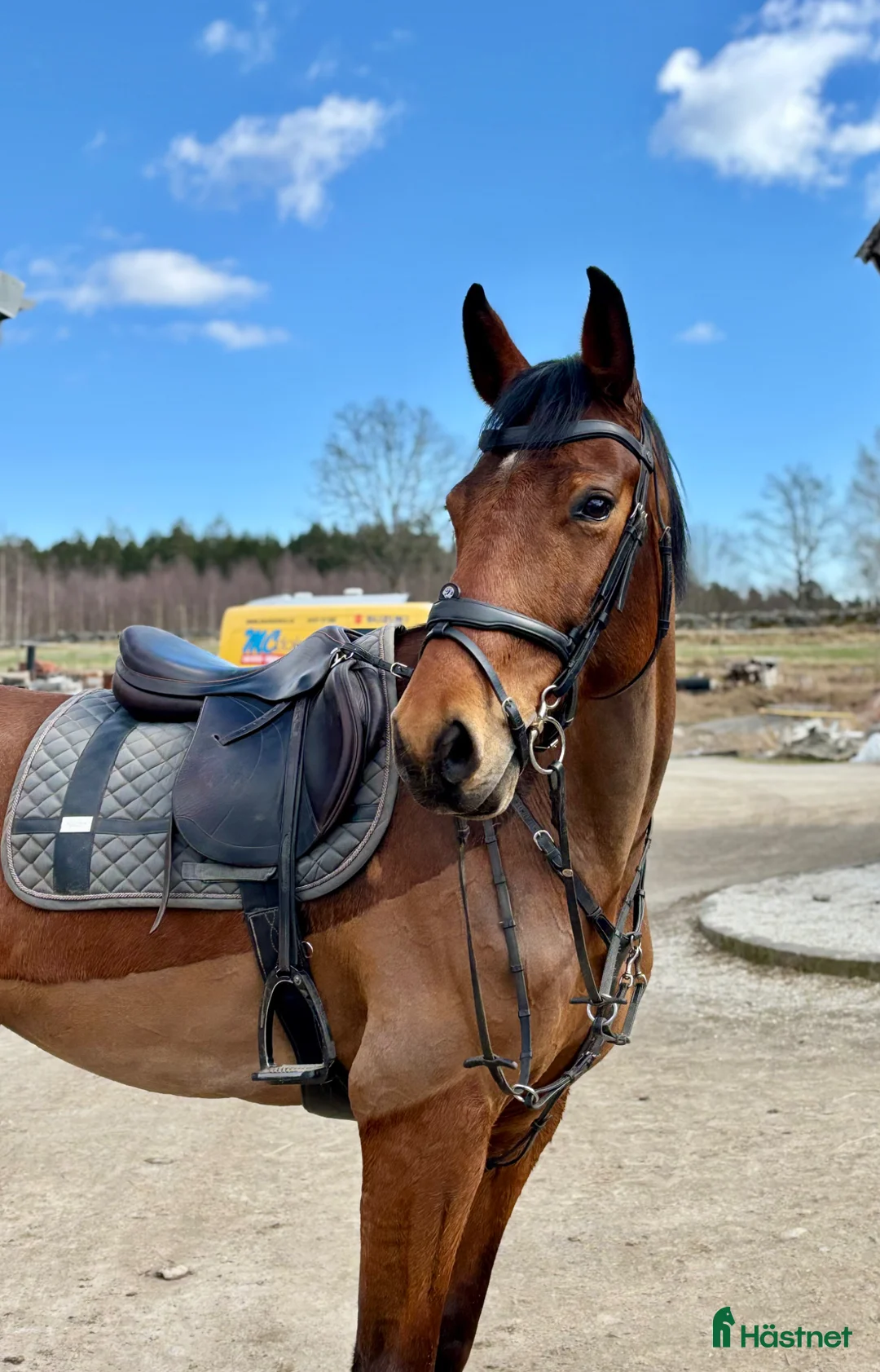 Allround hästar till salu: Junior/Övergångshäst💫 - Annons 1