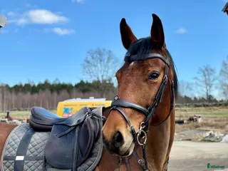 hästar Junior/Övergångshäst💫 - Annons 3