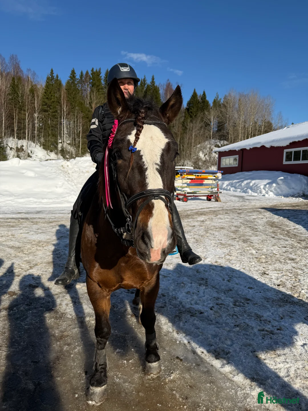 Allround hästar till salu: Framtidens hopponny?  - Annons 2