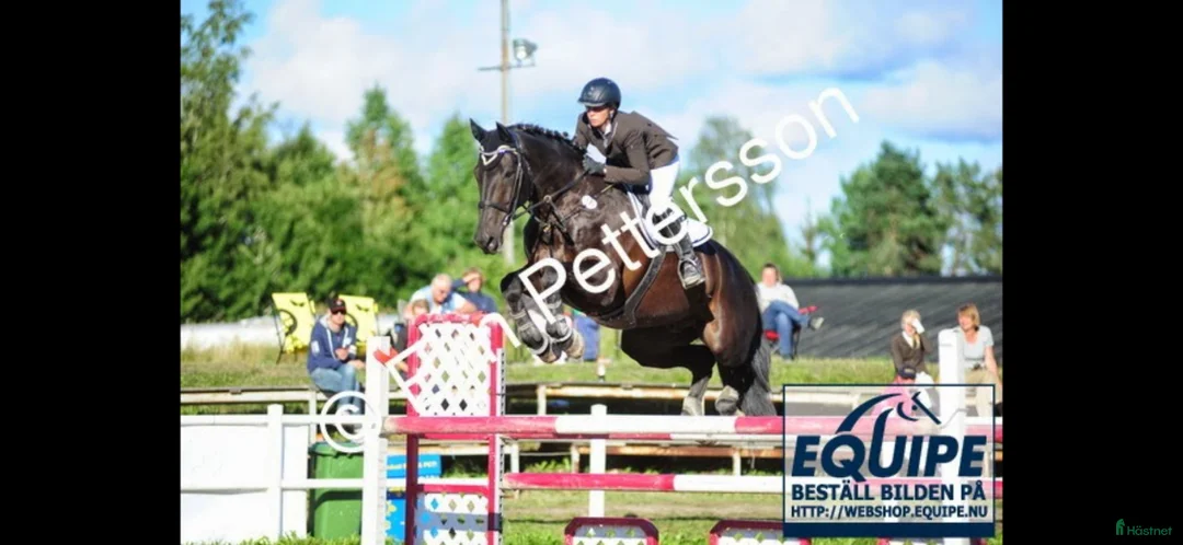  hästservice finnes: Diplomerad Unghästutbildare - Annons 2