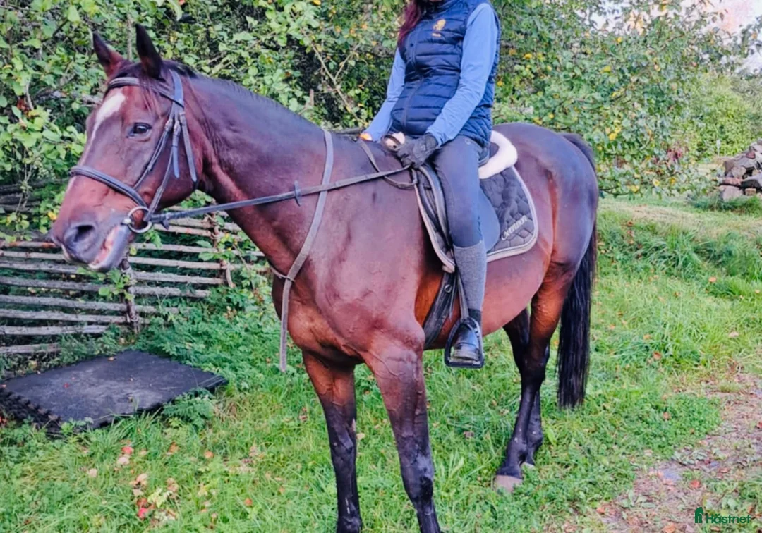 Allround hästar till salu: Trevlig Swb Valack  i Jönköping - Annons 4