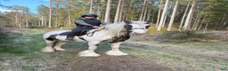 Allround hästar till salu: Fint litet sto på 9år - Annons 1