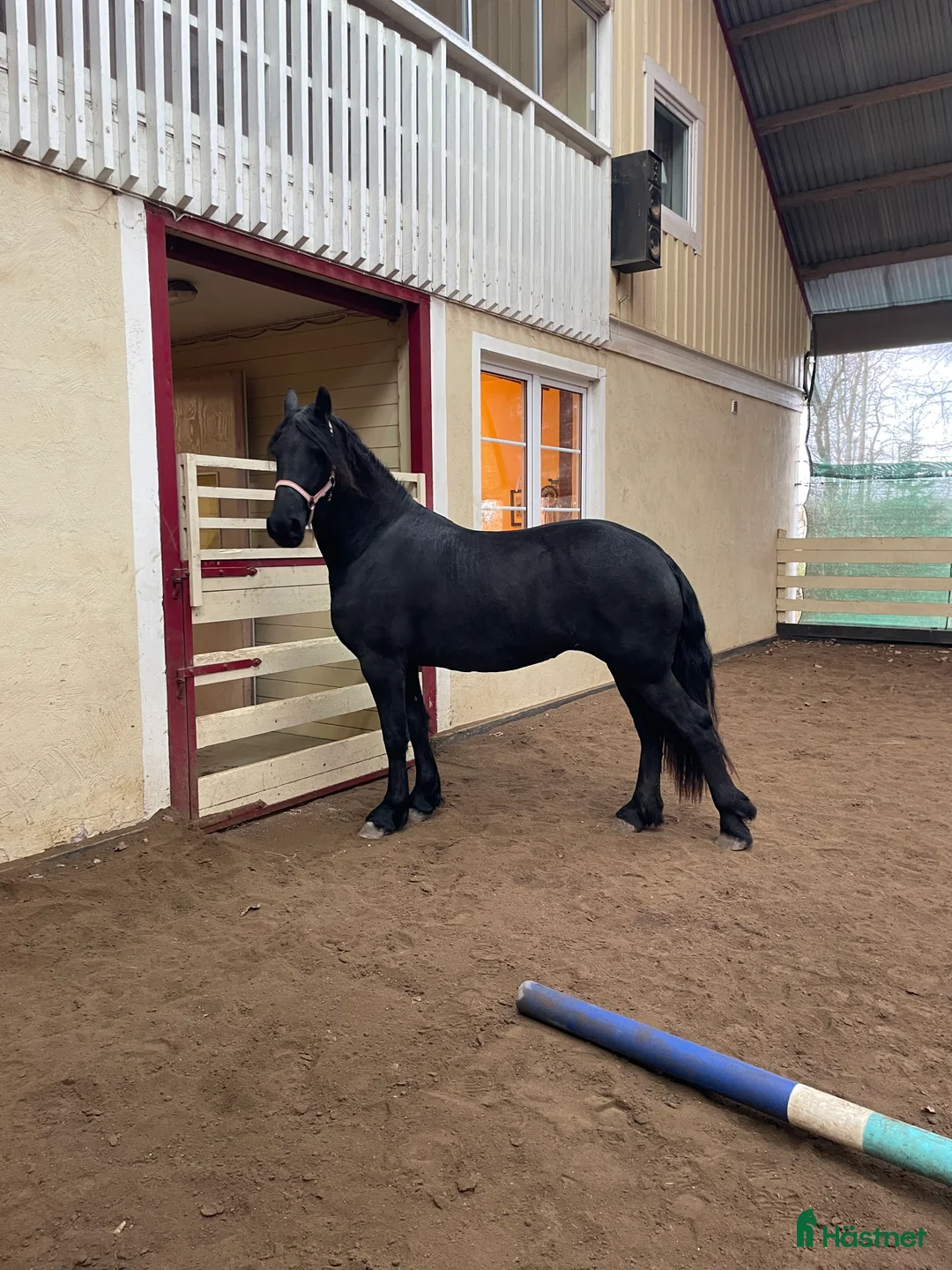 Allround hästar till salu: Vackert tillgivet friesersto i Grästorp - Annons 2