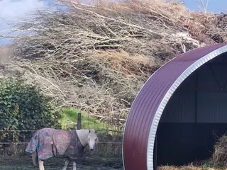 hästar Vackert och snäll Welsh Mountain i Veddige - Annons 2