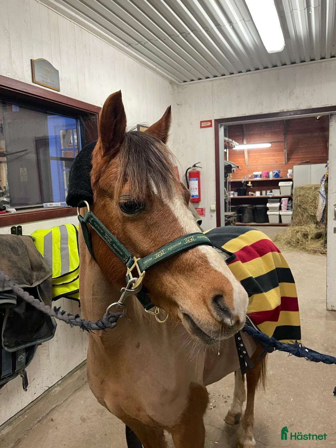 Allround hästar till salu: Sockersöt dressyrinriktad B-ponny till salu - Annons 3