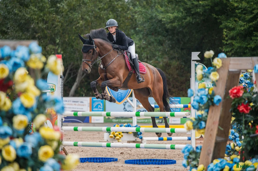 Hoppning hästar till salu: 5årig SWB-valack - Annons 1