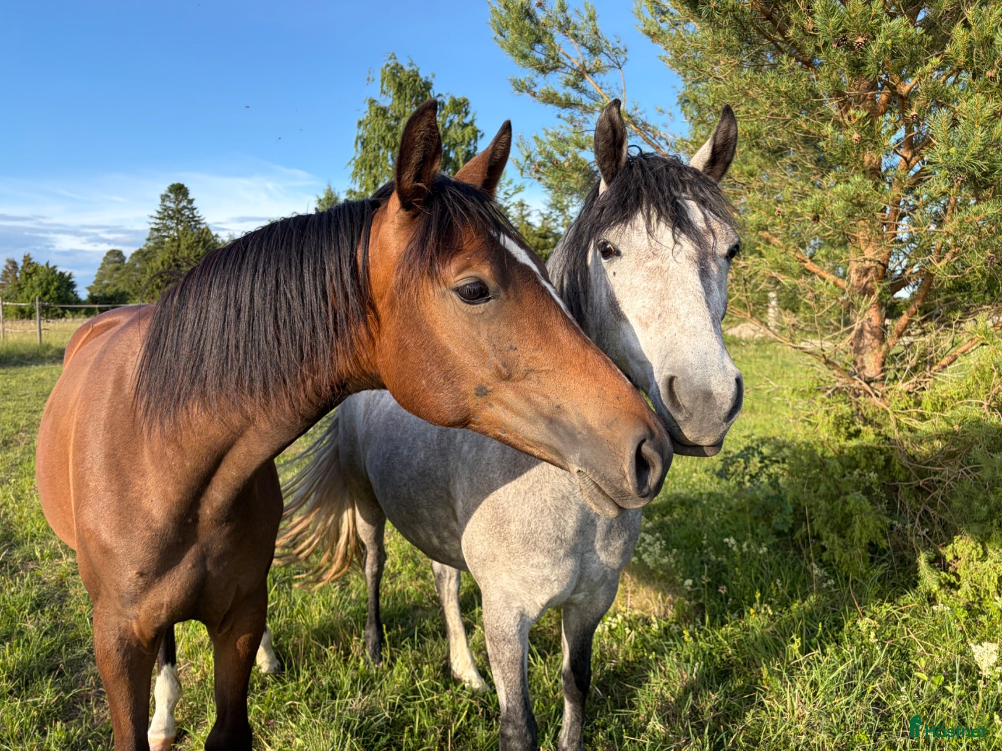  stallplats Helinackordering - Annons 15