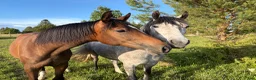 stallplats finnes: Helinackordering - Annons 1