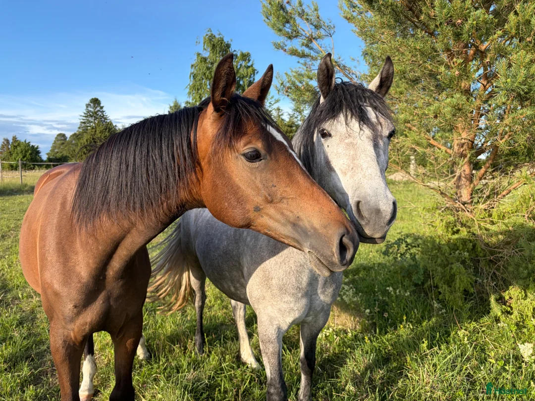  stallplats finnes: Helinackordering - Annons 1
